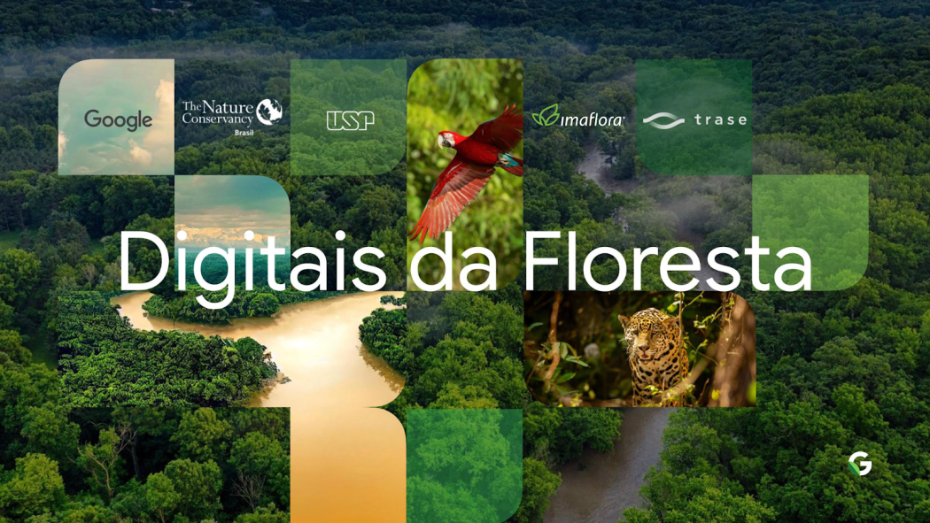 Imaflora se une ao Google para rastrear origem da madeira extraída na Amazônia 