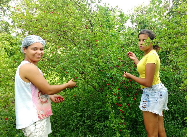 Mulheres do campo criam associação para comercializar polpa de fruta