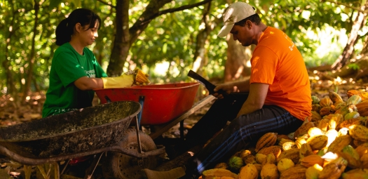 Agroecologia é aliada na produção de cacau e polpa de frutas na Amazônia