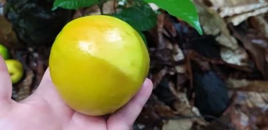 Golosa, o fruto da Amazônia com sabor de conservação