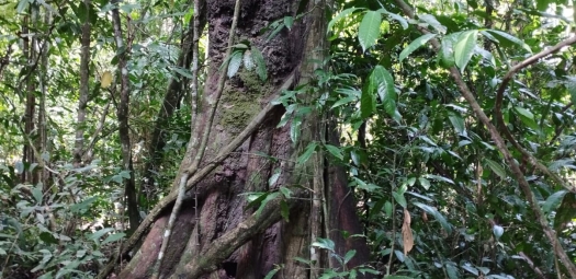 Golosa, o fruto da Amazônia com sabor de conservação