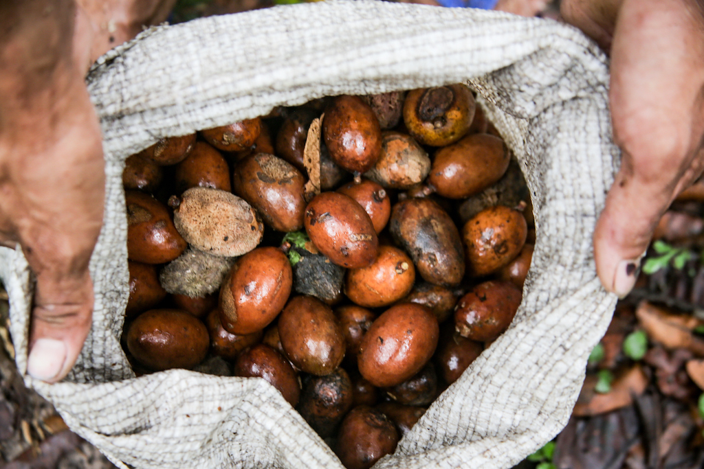 Comunidades extrativistas do Norte do Pará  devem comercializar 10,5  toneladas de sementes de cumaru até dezembro