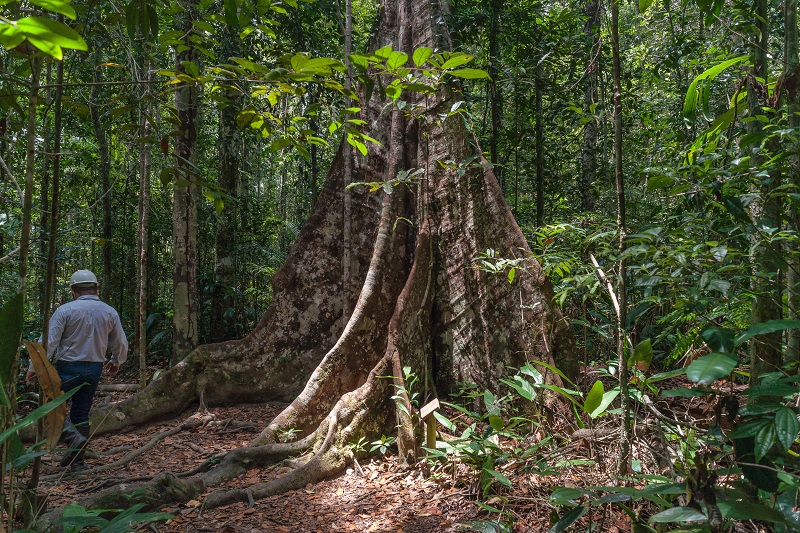 Plano Anual de Outorga Florestal 2023 destaca a plataforma Timberflow e traz novas metas para concessões florestais na Amazônia