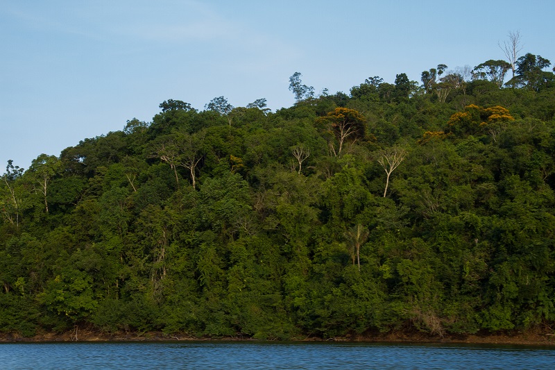 Concessões de florestas públicas podem apoiar o combate ao desmatamento da Amazônia