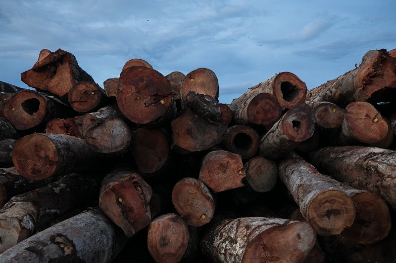 Extração ilegal de madeira na Amazônia tem análise restrita por insuficiência de dados públicos