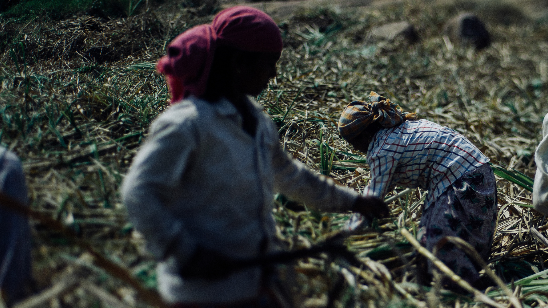A relação entre desmatamento e trabalho escravo