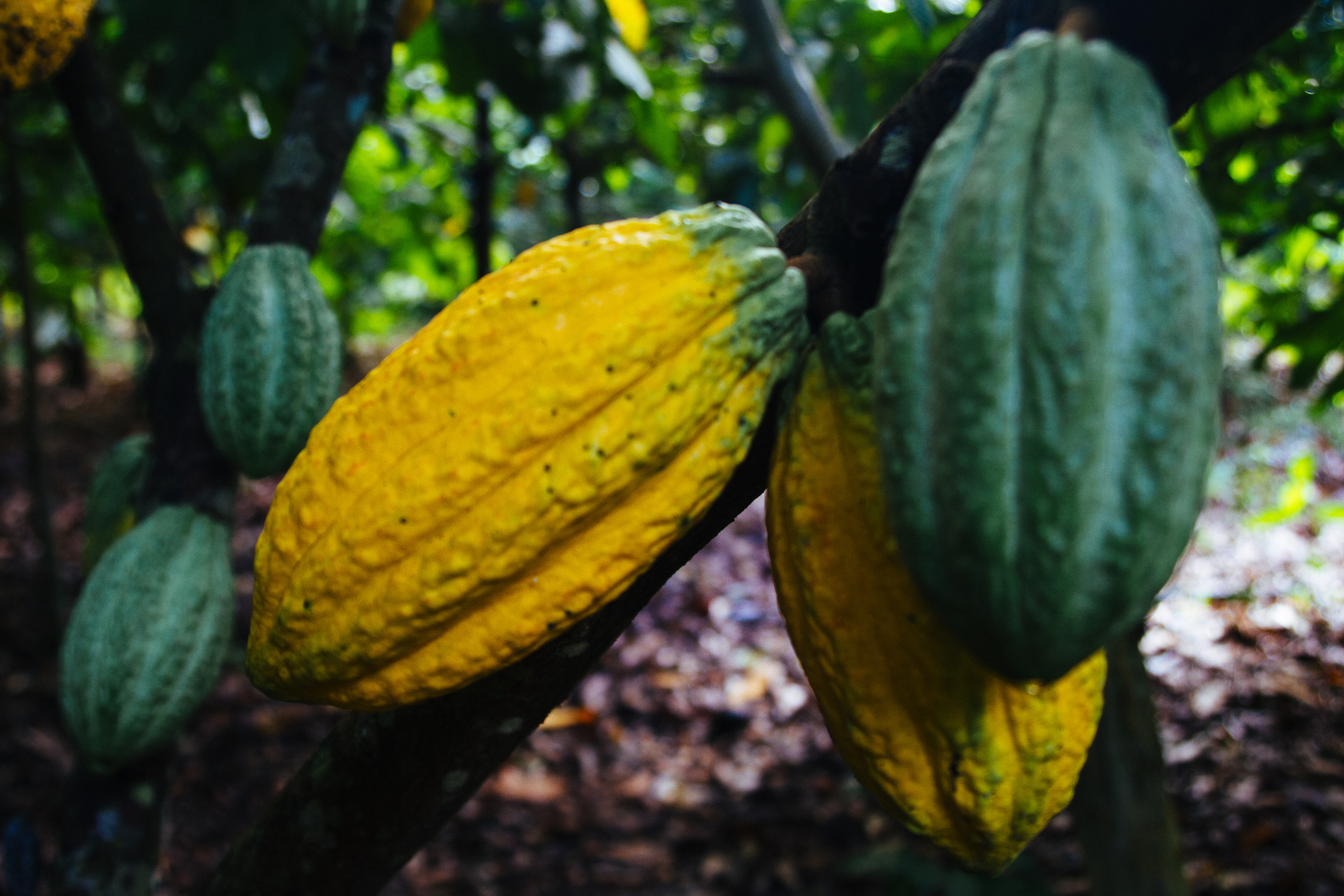 Manual de implementação lançado por Imaflora e CocoaAction Brasil possibilita melhorias na produção de cacau