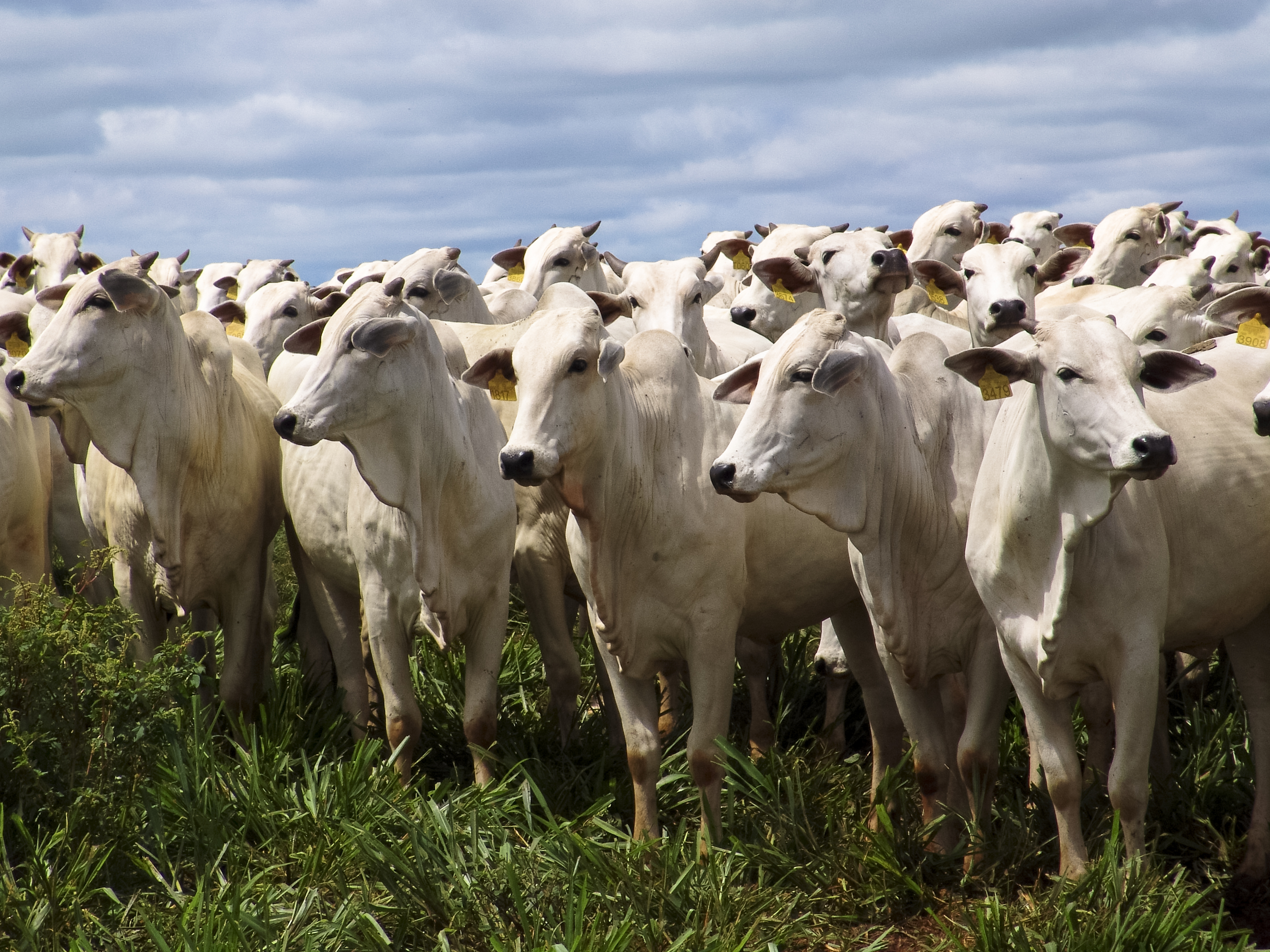 Protocolo define compromissos ambientais para a pecuária no Cerrado