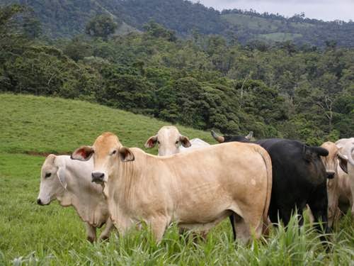 Pecuária Sustentável na Colombia