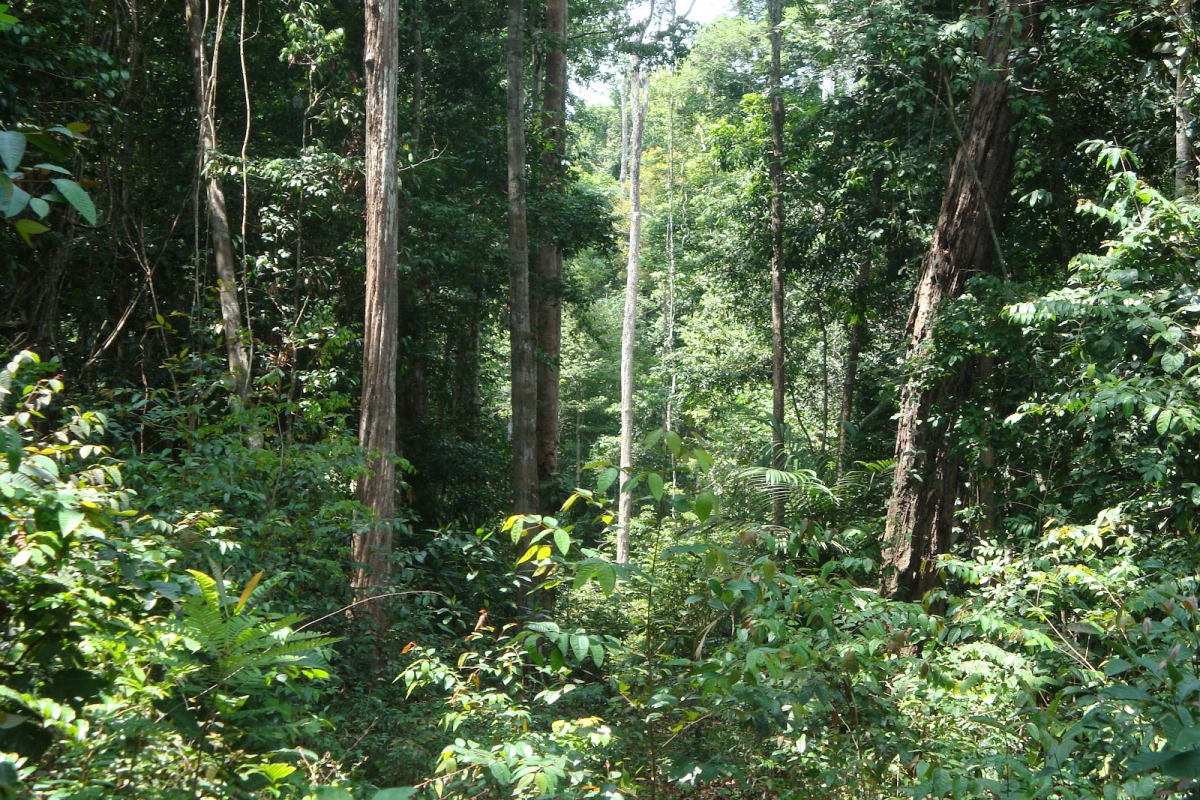 Consulta Pública para revisão do Padrão Interino de Plantações Florestais - Segunda Fase